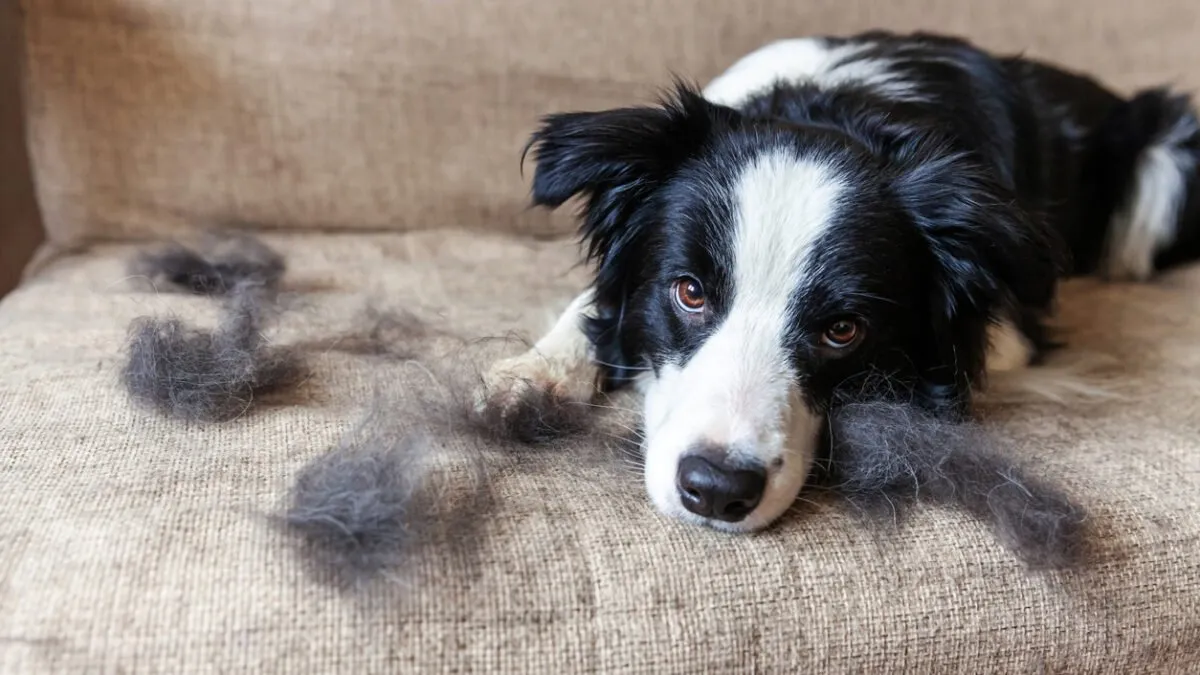 Funny portrait of cute puppy dog border collie with fur in moulting lying down on couch. Furry little dog and wool in annual spring or autumn molt at home indoor. Pet hygiene allergy grooming concept