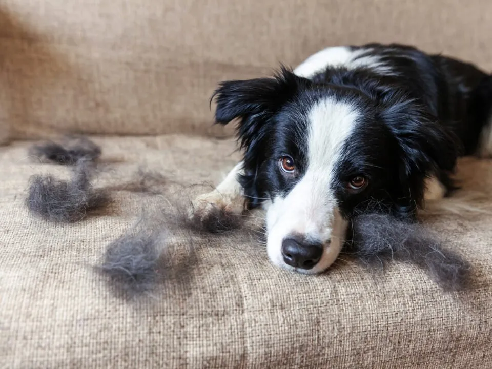 Funny portrait of cute puppy dog border collie with fur in moulting lying down on couch. Furry little dog and wool in annual spring or autumn molt at home indoor. Pet hygiene allergy grooming concept